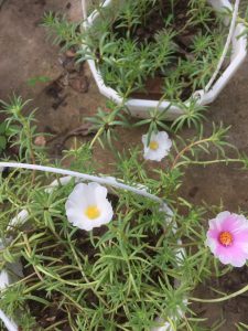 Hoa mười giờ mỹ cánh đơn