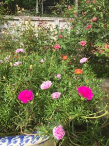 Hoa Mười Giờ Ngũ Sắc