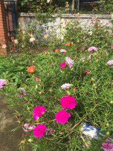 Hoa Mười Giờ Ngũ Sắc