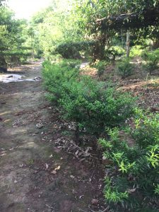 Phôi Cây Mai Chiếu Thủy Bonsai