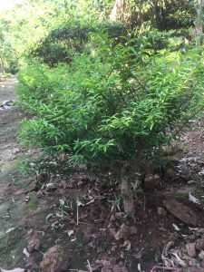 Phôi Cây Mai Chiếu Thủy Bonsai