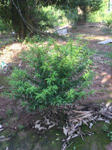 Phôi Cây Mai Chiếu Thủy Bonsai