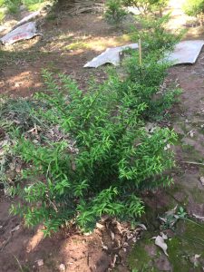 Phôi Cây Mai Chiếu Thủy Bonsai