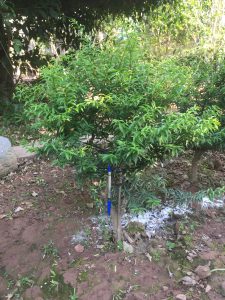 Phôi Cây Mai Chiếu Thủy Bonsai