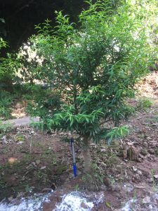 Phôi Cây Mai Chiếu Thủy Bonsai