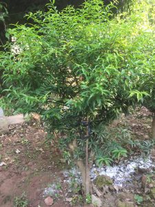 Phôi Cây Mai Chiếu Thủy Bonsai