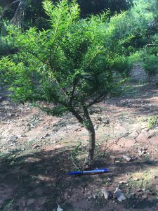 Phôi Cây Mai Chiếu Thủy Bonsai