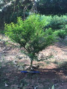 Phôi Cây Mai Chiếu Thủy Bonsai