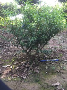 Phôi Cây Mai Chiếu Thủy Bonsai
