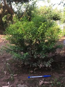 Phôi Cây Mai Chiếu Thủy Bonsai