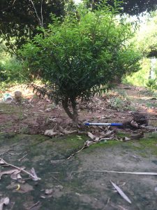 Phôi Cây Mai Chiếu Thủy Bonsai