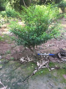 Phôi Cây Mai Chiếu Thủy Bonsai