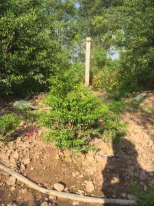 Phôi Cây Mai Chiếu Thủy Bonsai