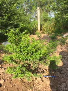 Phôi Cây Mai Chiếu Thủy Bonsai