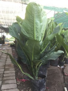 Cây Đại Phú Gia