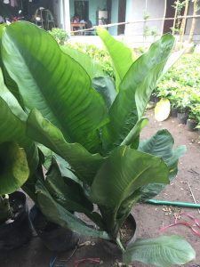 Cây Đại Phú Gia