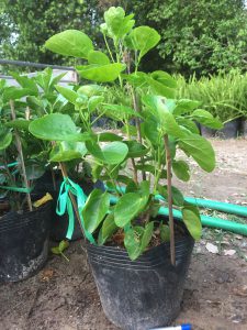 cây hoa dâm bụt thái - dâm bụt lùn