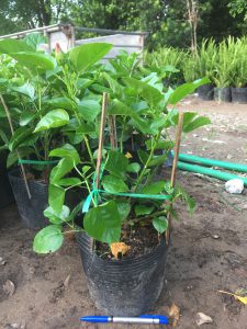 cây hoa dâm bụt thái - dâm bụt lùn