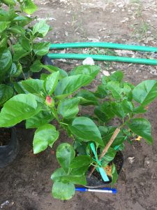 cây hoa dâm bụt thái - dâm bụt lùn