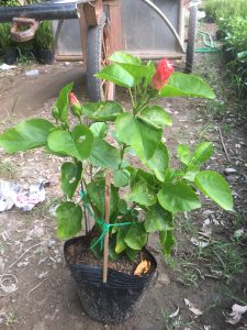 cây hoa dâm bụt thái - dâm bụt lùn