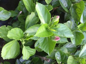 cây hoa dâm bụt thái - dâm bụt lùn