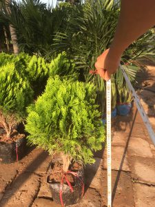 cây trắc bách diệp