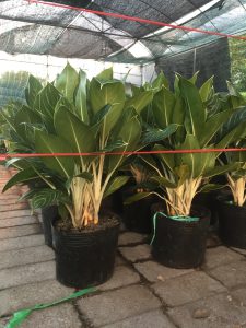 cây bạch mã hoàng tử