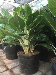 cây bạch mã hoàng tử