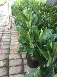 cây bạch mã hoàng tử