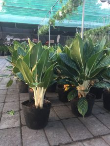 cây bạch mã hoàng tử