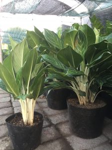 cây bạch mã hoàng tử