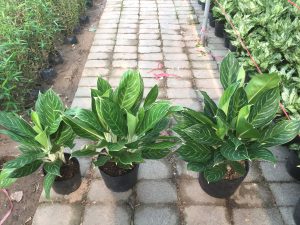 Cây Bạch Mã Hoàng Tử