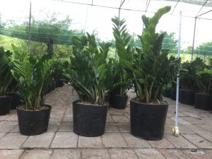 cây kim tiền - kim phát tài