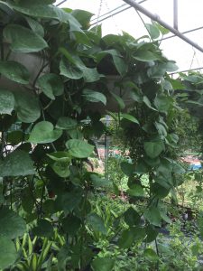 Cây Trầu Bà chậu treo