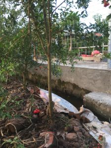 Cây Lựu Hạnh - Lựu Hoa Đỏ siêu hoa