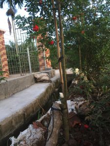 Cây Lựu Hạnh - Lựu Hoa Đỏ siêu hoa