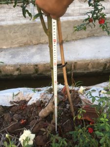 Cây Lựu Hạnh - Lựu Hoa Đỏ siêu hoa