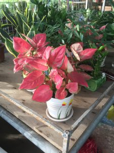 Cây Hồng Phát Lộc