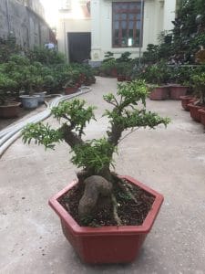 Cây Mai Chiếu Thủy Bonsai