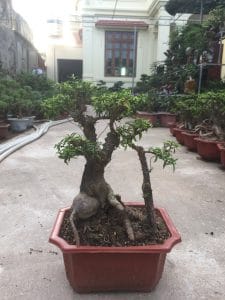 Cây Mai Chiếu Thủy Bonsai