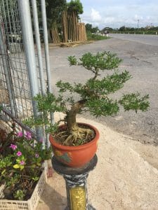 Cây Linh Sam Bonsai