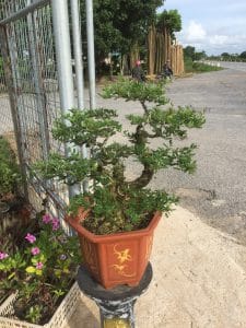 Cây Linh Sam Bonsai