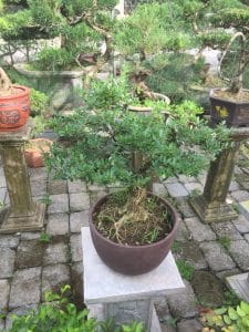 Cây Linh Sam Bonsai
