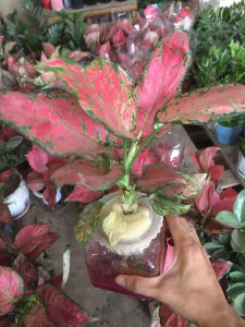 cây vạn lộc lá đỏ thủy sinh - cây hồng phát lộc thủy sinh