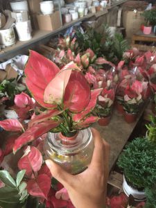 cây vạn lộc lá đỏ thủy sinh - cây hồng phát lộc thủy sinh