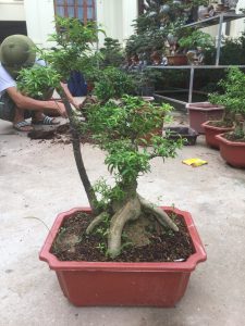 Cây Mai Chiếu Thủy Bonsai