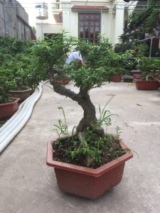 Cây Mai Chiếu Thủy Bonsai