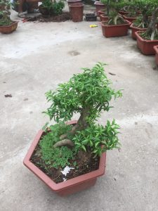 Cây Mai Chiếu Thủy Bonsai