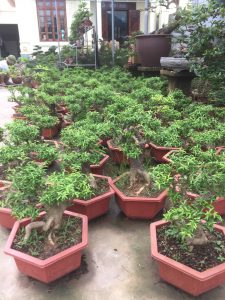 Cây Mai Chiếu Thủy Bonsai