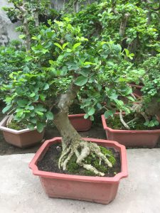 duối bonsai